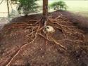 ROOt system