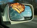 Butterfly on Mirror