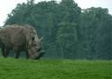 Rhino walk GIF