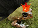 Toad Princess