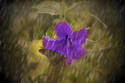 Rainy Purple Flower
