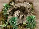Squirrel's Nest (GIF)