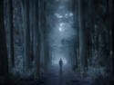 Walk in the Woods