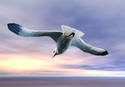 Natural flying gull
