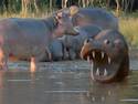 Hippo Holla