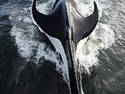 Manta Whale
