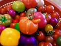Colored Tomatoes