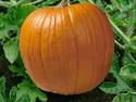 original pumpkin