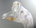 Mother of pearl goose