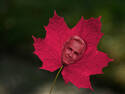 Canadian Maple Leaf