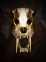 Saber Tooth Dog Skull