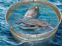 Dolphin Washtub