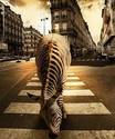 Zebra Crossing ☺