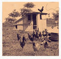 Old Chicken Farm Photo