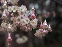 Cherry Blossom Aphids