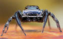 Spider car 