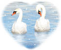  ~ Swans Love ~