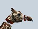Giraffe ressort