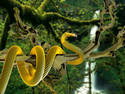 Yellow Ringed Python