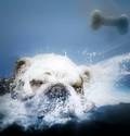 Diving Doggie