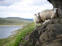 Sheep on a Ledge