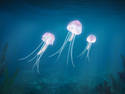 Jellyfish Kin