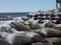 Beached Seals