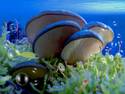 Sea Shrooms(update)