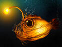 Denizen of the Deep