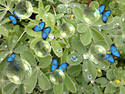 Butterflies on dew drops