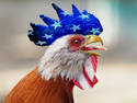 Patriotic Bird