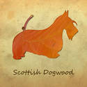 Scottish Dogwood