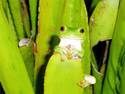 Tree Frogs Rule (gif)