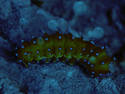 Oceanic Caterpillar