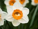 Eye of the Flower