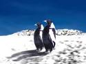 White Back Penguins