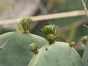 Cactus Bugs - GIF