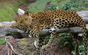 Overhanging Leopard