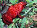 Poison Strawberry Frog