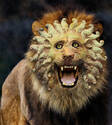 Lion carnival