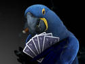 Poker Parrot