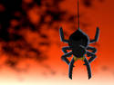 Stock Spider