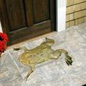 Toad Doormat