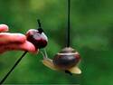 Conkers