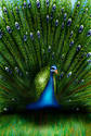 All_Source_Peacock