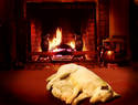 Fireside nap