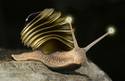 Electro snail