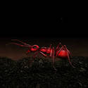 Source Ant (update)