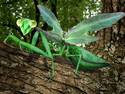 Leafy Mantis (update)