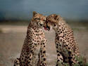 Cute Cheetahs